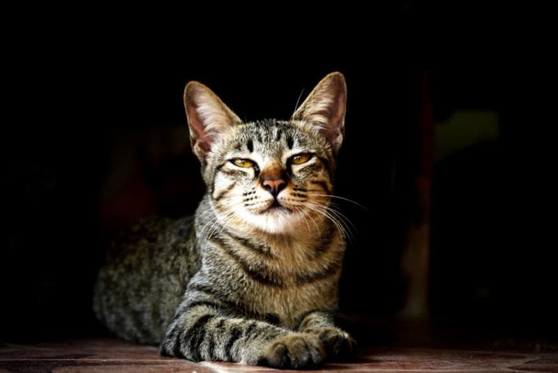 Kucing ini nggak menimbulkan alergi bagi pemiliknya. (Omlet)