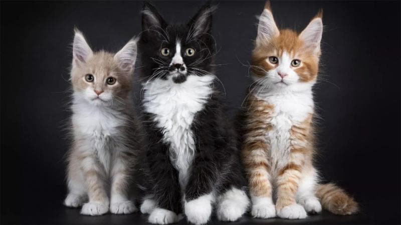 Bulunya yang lebat bikin maine coon tahan terhadap dingin. (iStockphoto)
