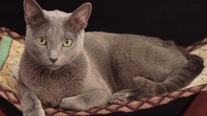 Russian blue bisa ditebus mulai 40 jutaan. (theguardian)