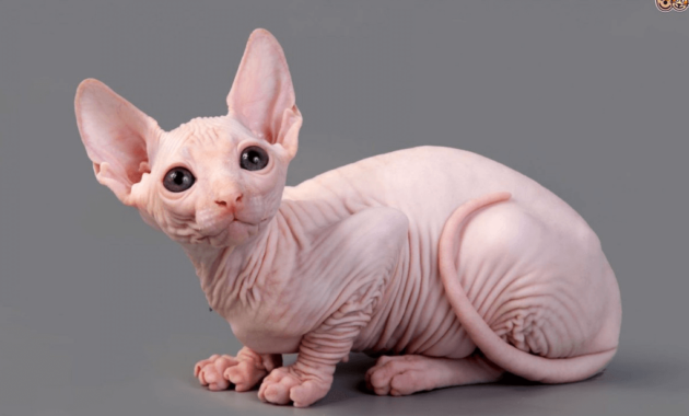 Raditya dika punya kucing yang satu ini lo. (stock.adobe)