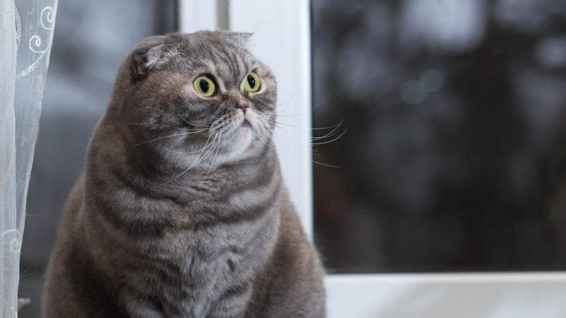 Lucu banget pengen adopsi si scottish fold! (iStockphotos)