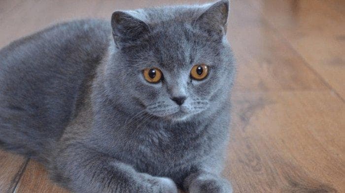 Mereka dikenal ramah dan penuh kasih sayang. (Reddit)