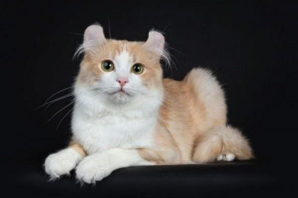 Lihat deh lipatan pada telinganya! (iStockphotos)