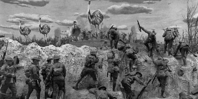 Ilustrasi - Para tentara berperang dengan burung Emu di Australia. (Historia)<br>