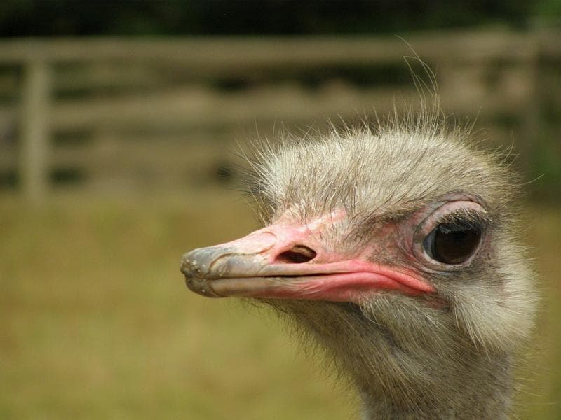Membunuh burung emu nggak mudah, mereka pandai berkelit. (Pixabay)<br>