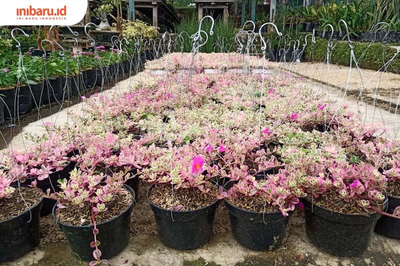 Tren berkebun akan terus berlanjut pada 2021.&nbsp;(Inibaru.id/ Zulfa Anisah)