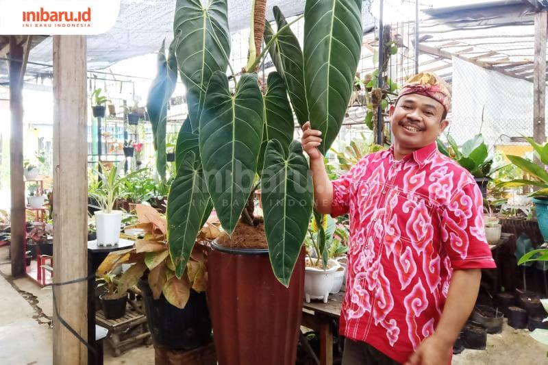 Trimo Sugito sedang menunjukkan salah satu tanaman hias di tokonya.  (Inibaru.id/ Zulfa Anisah)