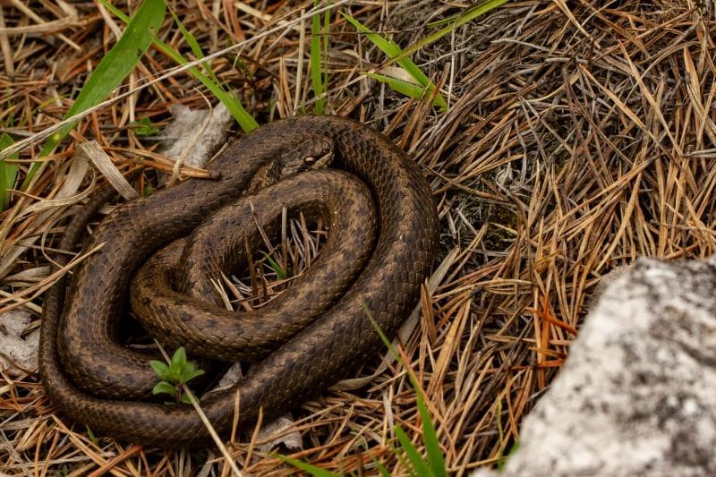 Ilustrasi -&nbsp; Ular melingkar jadi inspirasi Ueyama dalam membuat obat nyamuk bakar berbentuk spiral. (Pixabay)<br>