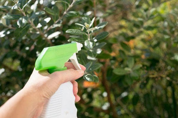 Campur air dan susu lalu semprotkan ke permukaan tanaman. (Ilmu budidaya)