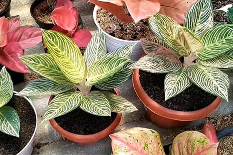 Daunnya perpaduan warna hijau, pink dan kuning. (Portaljember)