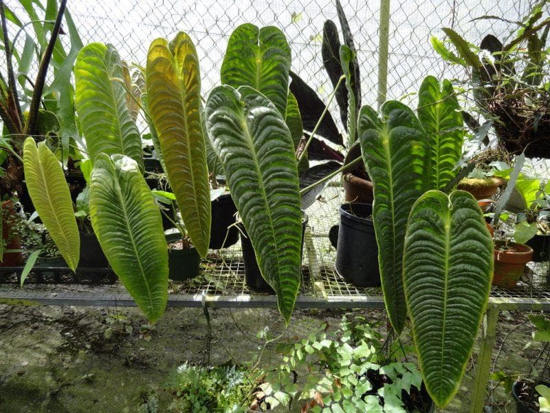 Dunnya berkerut dan dapat tumbuh setinggi badan manusia. (Pratama blog)