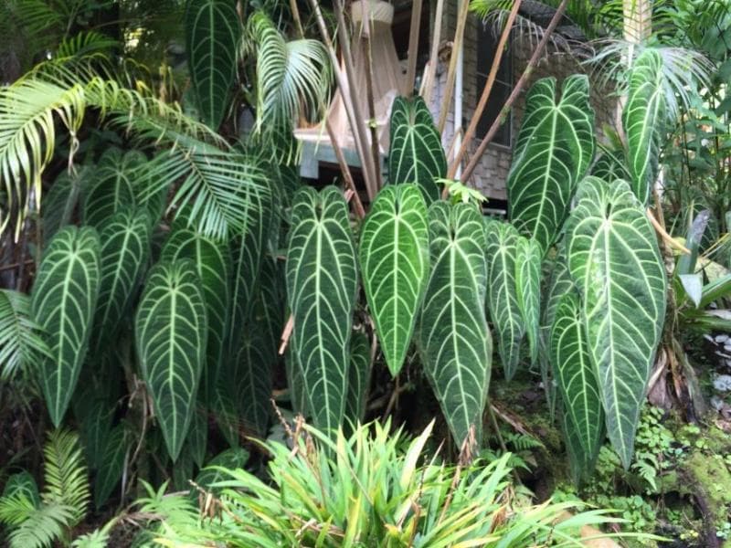 Tulang daunnya unik! (Pinterest)