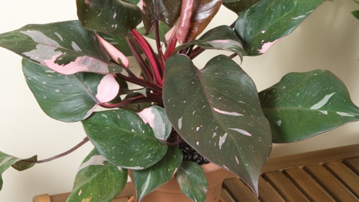 Warna pinknya gemas! (Karanganyar news)