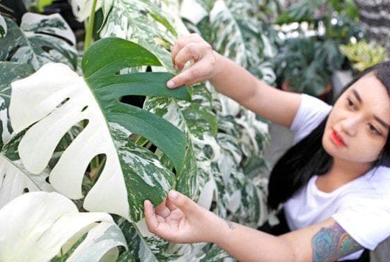 Ukuran monstera jadi penentu harganya. (Google)