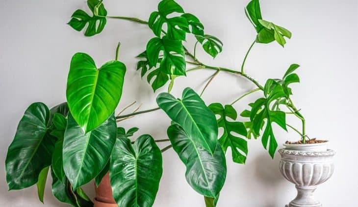 Bikin ruangan jadi mewah. (Google)