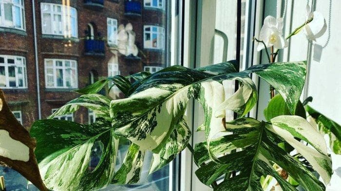 Varigata merupakan kelainan genetik yang sulit ditemukan. (Google)