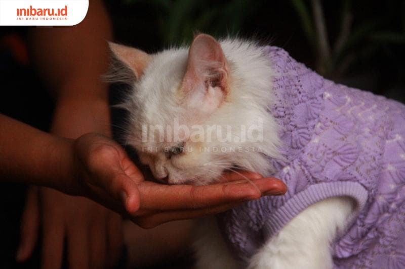 Mereka nggak bisa merasakan manis.&nbsp; (Inibaru.id/ Triawanda Tirta Aditya)