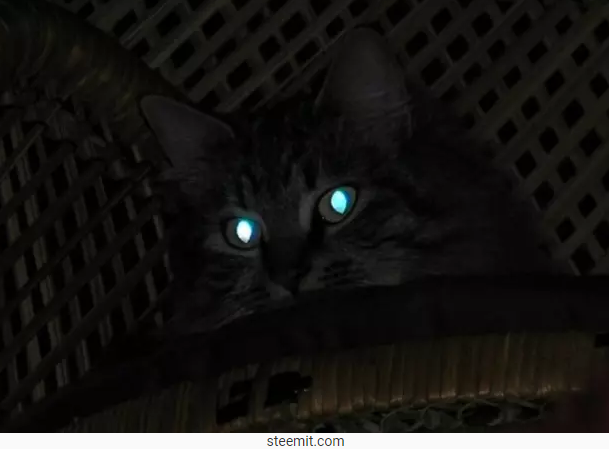 Mereka nggak bisa melihat dalam gelap yang pekat. (steemit.com)