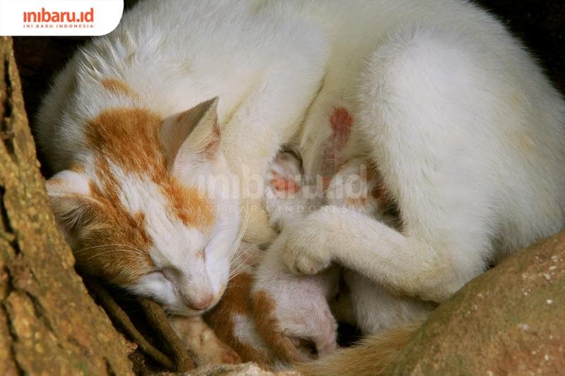 Meski suka tidur, tidur mereka nggak nyenyak. (Inibaru.id/ Triawanda Tirta Aditya)