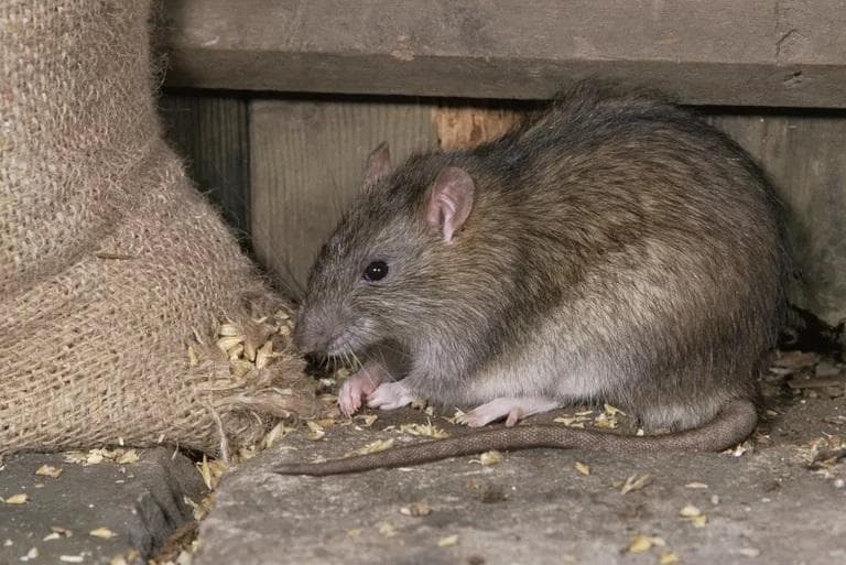 Hemat Uang, Usir Tikus dengan 5 Tanaman Murah Ini