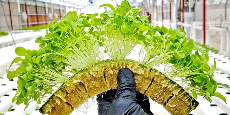 Rockwool sedang laris dicari orang. (Belirus)<br>