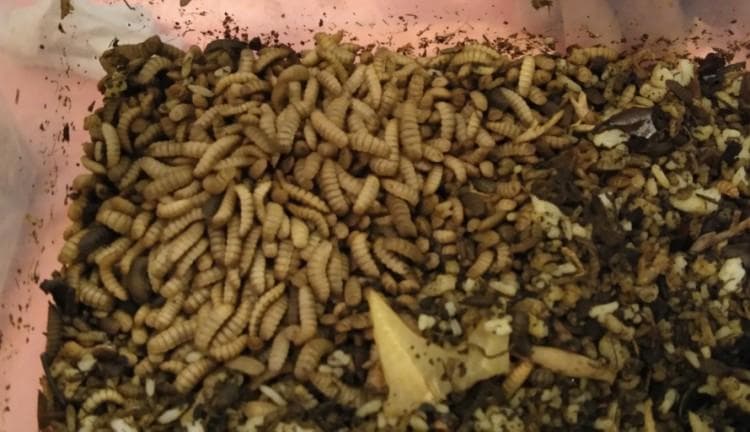 Maggot jenis ini berbeda dengan lalat yang menimbulkan penyakit. (Trubus.id)