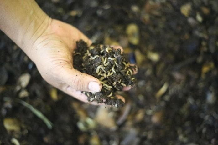 Budidaya maggot yang sedang dilirik. (Pertanianku)