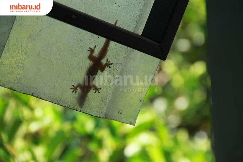 Tokek bisa dijadikan obat. (Inibaru.id/Triawanda Tirta Aditya)