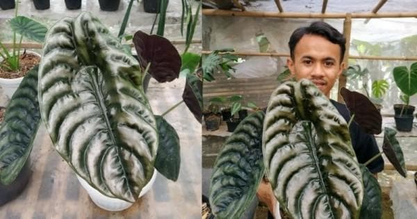 Tanaman ini punya corak daun yang unik. (Popmama)