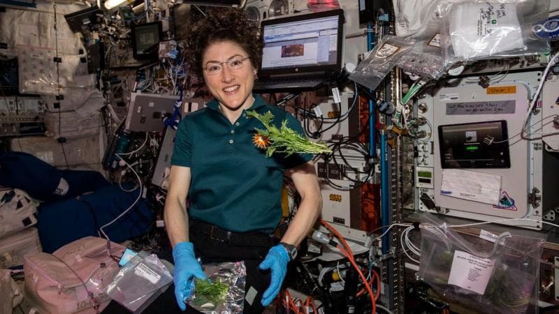 Daftar Sayuran yang Ditanam di Luar Angkasa, Kamu Berani Coba?