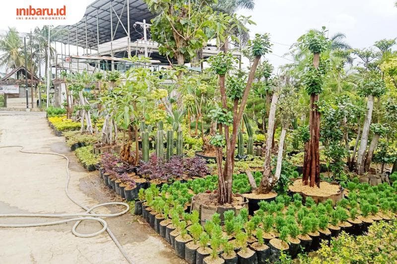 Saat mengalami penurunan harga, saatnya menunggu dan memperbanyak tanaman.&nbsp;(Inibaru.id/ Zulfa Anisah)