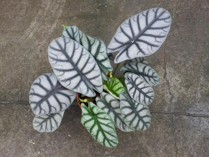 Tengkorak Kalimantan yang sedang menjadi primadona. (Cdn Simplesite)