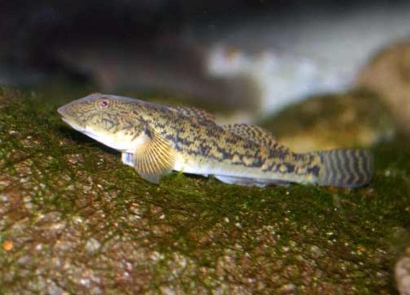 Ikan Langka 'O'opu, Bisa Panjat Air Terjun Tertinggi di Hawaii