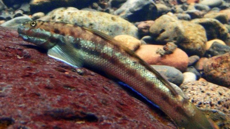 Ikan unik ini termasuk spesies ikan goby. (Corry Yap)<br>
