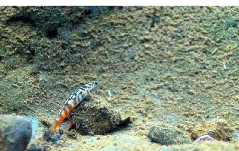 Ikan 'O'opu populasinya belum diketahui secara jelas. (Medaitani)<br>