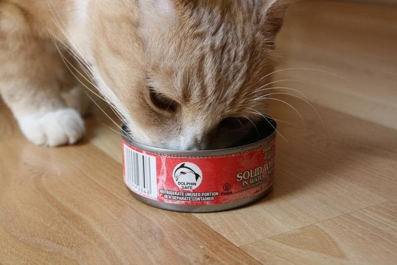 Mereka perlu energi untuk sehari penuh. (Google)