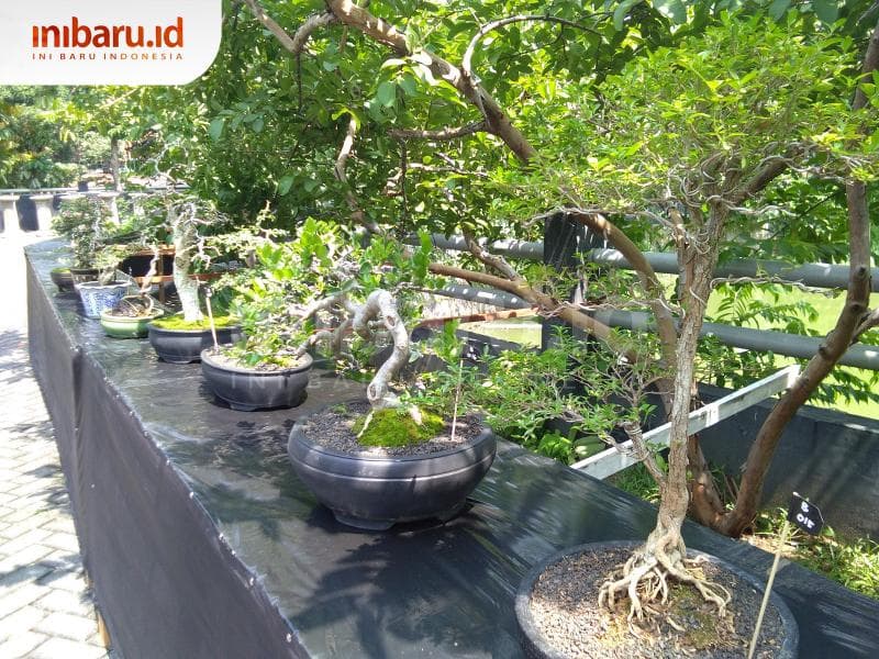 Kontes bonsai diikuti oleh beragam komunitas dari dalam dan luar Kota Semarang. (Inibaru.id/ Isma Swastiningrum)