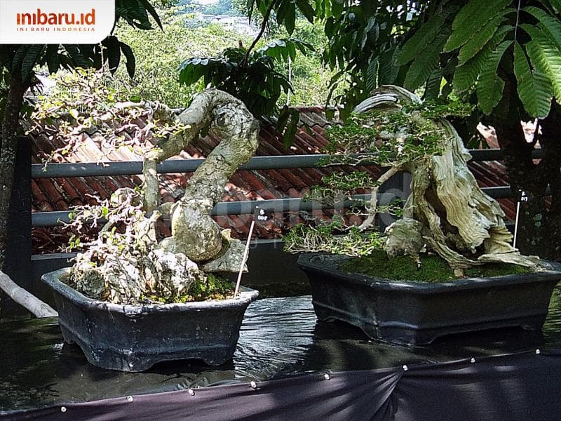 Bonsai yang dikonteskan kategori basic dan lanjut. (Inibaru.id/ Isma Swastiningrum)