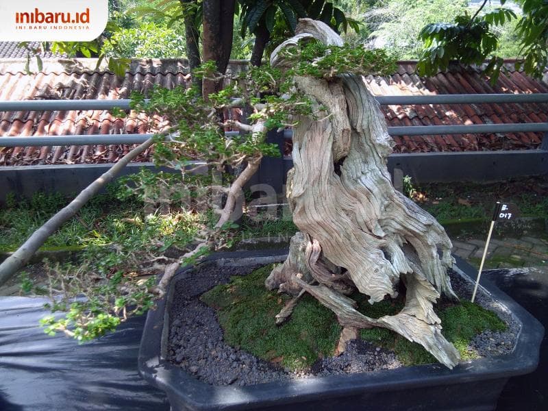 Pohon yang bisa dijadikan bonsai memiliki kambium, berumur panjang, dan daunnya dapat mengecil. (Inibaru.id/ Isma Swastiningrum)
