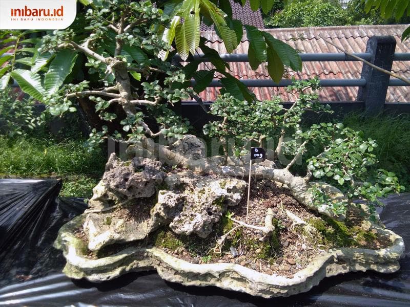 Harga bonsai belum ada patokan. Biasanya diukur dari kualitas. (Inibaru.id/ Isma Swastiningrum)