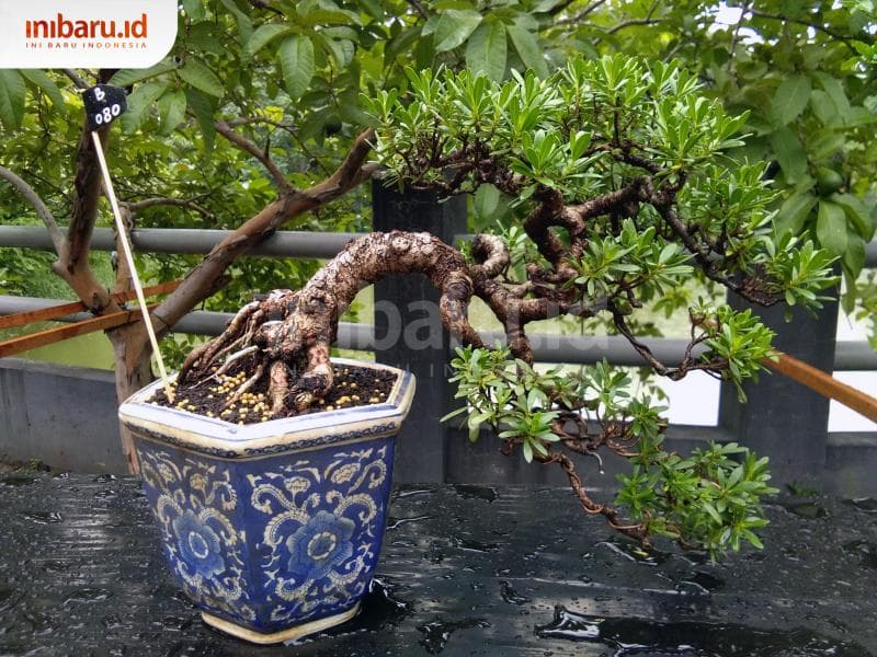 Mengulik Aliran Perkembangan Bonsai dan Indahnya Berimajinasi dengan Bonsai