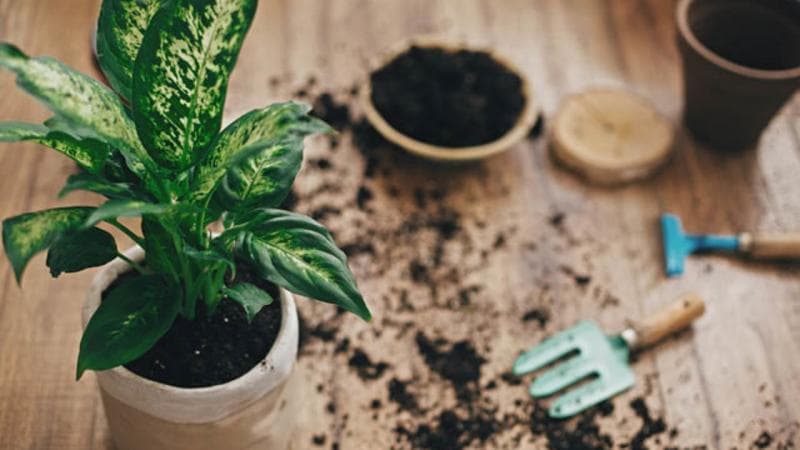 Ganti media tanam berupa sekam dan tanah. (Experience life)