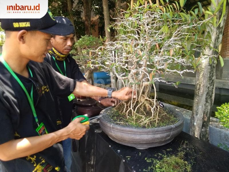 Membentuk bonsai menjadi indah membutuhkan imajinasi. (Inibaru.id/ Isma Swastiningrum)
