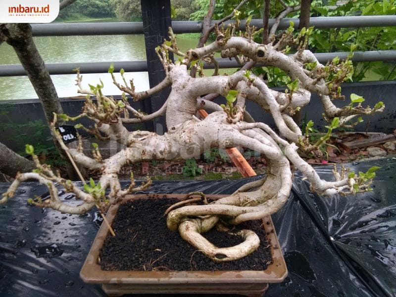 Kunci berimajinasi dengan melihat ke alam. Belajar dari alam. (Inibaru.id/ Isma Swastiningrum)