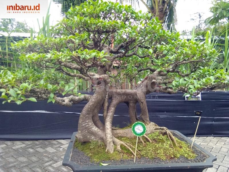 Program PPBI salah satunya bagaimana membuat bonsai yang memiliki estetika tinggi. (Inibaru.id/ Isma Swastiningrum)