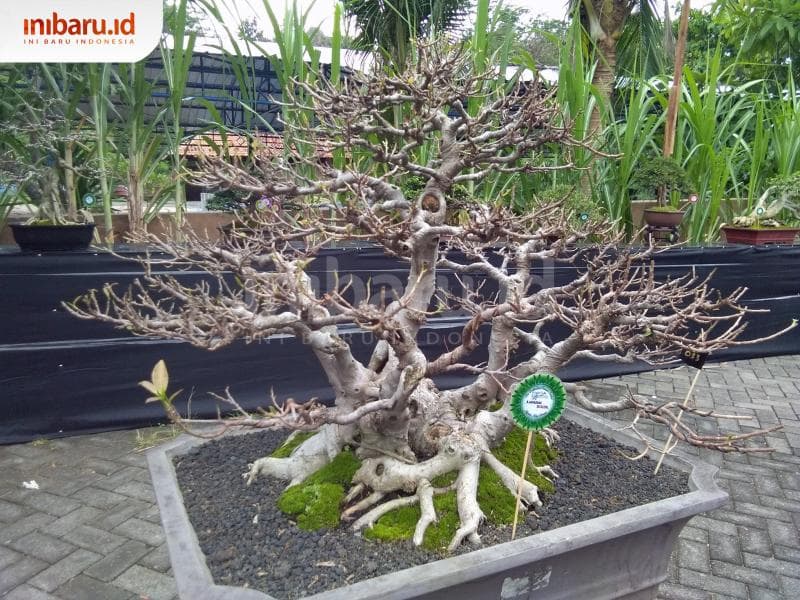 Bonsai sebagai komoditas untuk industri kreatif. (Inibaru.id/ Isma Swastiningrum)