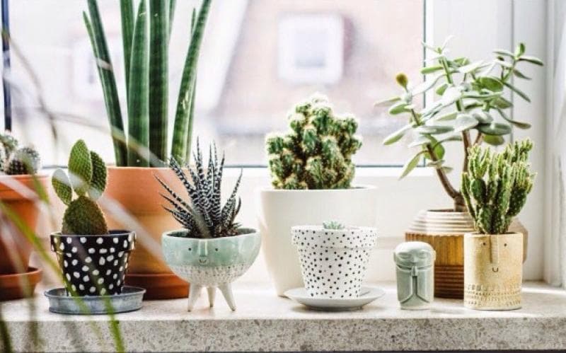 Perhatikan peletakan tanaman apakah di dalam atau luar ruangan. (Pinterest)