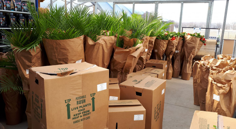 Bagaimana pengemasan dan pengembaliannya? (Royal City Nursery)