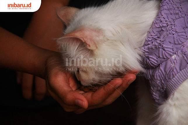 Sering Dilakukan, Jangan Lagi Memberi Tulang untuk Kucing