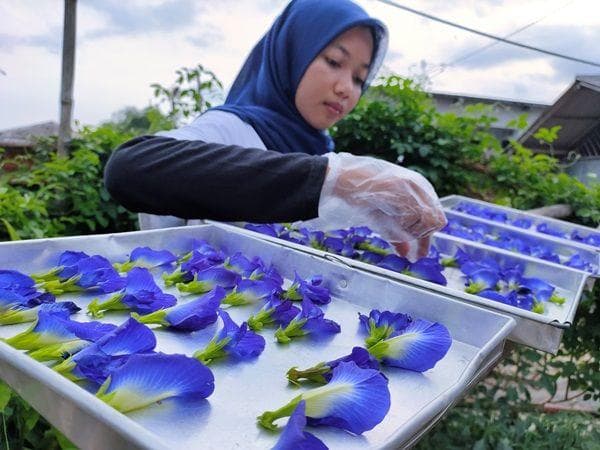 Menata bunga telang sebelum diven. (Radar Tulungagung)